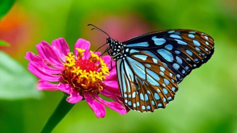 Attract Butterflies to Your Butterfly Garden!