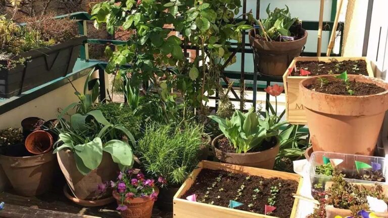 How to grow plants in kitchen!