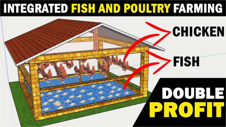 Integrated Fish and Poultry Farming!
