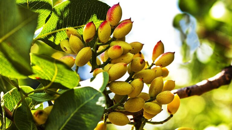 How to Plant a Pista tree from Seed!