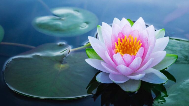 How To Grow Lotus Plant in your House!