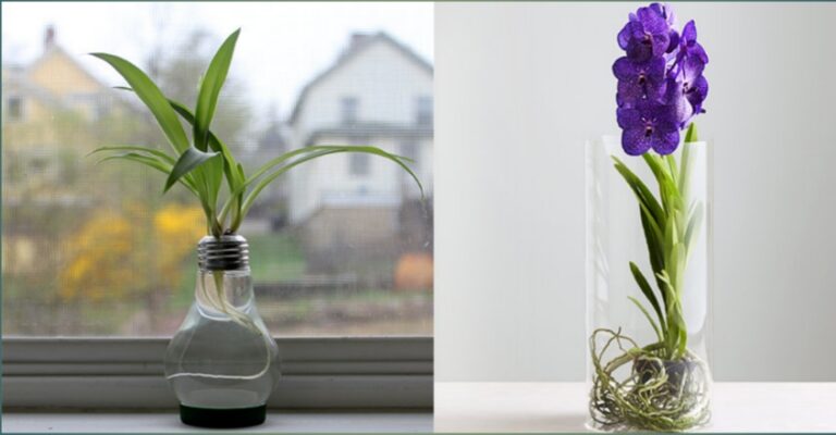 Turning Garden Plants Into Indoor Plants!