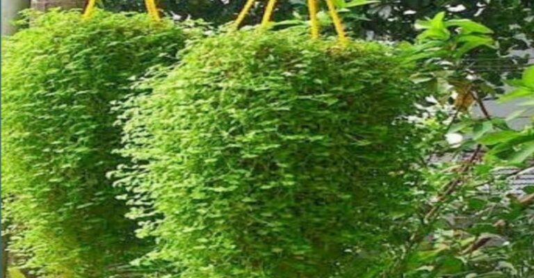 Find It Difficult To Grow Turtle Vine? After Reading This You Won’t!
