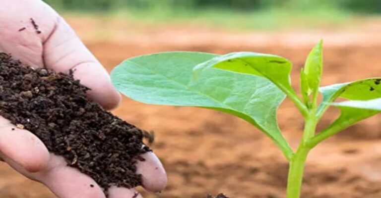 Making Compost Out Of Kitchen Waste