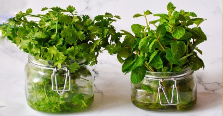 Growing Mint And Coriander Plants At Home