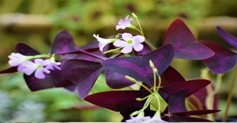 Oxalis Triangularis : The Butterfly Plant Care