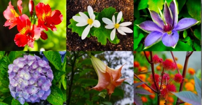 Poisonous Plants That We Grow At Home
